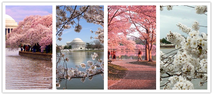 wonder travel|Washington D.C & Philadelphia 4 days （not available）