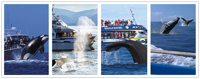 wonder travel|Observation des baleines 1 jour - $29.99