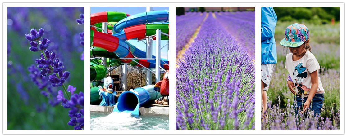 wonder travel|Blue Lavender and Eastern Township 1 Day 