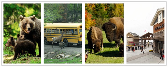 wonder travel|<p>1, Départ tôt du matin de Montréal en autocar, nous nous dirigeons vers le Parc Omega - un parc safari à Notre-Dame-de-Bonsecours. Le parc possède une variété de faune et d’oiseaux vivant sur le continent nord-américain, vous y trouverez le wapiti, le caribou, le renard roux, le loup arctique, le dindon sauvage, le bison, l'ours noir, le porc-épic, le Bouquetin des Alpes, l’urubu à tête rouge, le castor, les tortues peintes, le grand bleu hérons, le renard arctique, et ainsi de suite. Les touristes peuvent voir clairement les animaux en prenant le bus touristique du parc, ou marcher dans les bois luxuriants pour découvrir des animaux secrètes. Les touristes peuvent acheter des carottes au centre d'accueil pour nourrir ces animaux mignons, non-nocifs.</p>

<p>2, Départ pour le Premium Outlets Montréal qui a ouvert en 2014, où vous trouverez plus de 75 marques célèbres mondiaux aux prix très favorables: Adidas, Calvin Klein, Jack & Jones, Lacoste, Michael Kors, Nike, Polo Ralph Lauren, Tommy Hilfiger, coach, Ecco, Hugo Boss, etc.</p>

<p>3, Retour à Montréal en fin de journée, fin du voyage.</p>

<p>Prix Comprend: Guide en  français et chinois, transport, taxes</p>

<p>Prix ne comprens pas:</p>

<p>* Frais de service pour le chauffeur et le guide: adulte $9, enfant(0-12 ans) $7(Remarques: Les frais de   service sont payables par le nombre de personnes que vous avez réservées, peu importe combien d'apparaître.)</p>

<p>* Billets d'entrée :  </p>

<p>-- Parc Oméga(l'été): adulte $38, enfant(6-15 ans) $30, enfant(2-5 ans) $16</p>

<p>-- Bus touristique à l'intérieur du Parc Omega: adulte $8, enfant(2-11 ans) $8</p>

<p> </p>

<p>* Repas</p>

<p>*Assurance</p>

<p> </p>

<p><strong>Note Importante:</strong> En respectant le programme, Wonder Travel se réserve le droit d'annuler ou de modifier la visite sans préavis en fonction de la météo et de la circulation, du changement d'heure ou du jour de fermeture des sites touristiques, etc. Wonder Travel ne sera pas tenu responsable pour les délais occasionnés par les accidents, les pannes, les mauvaises conditions routières, les tempêtes de neige, les détours, la congestion de la circulation ou toutes autres conditions en dehors de son contrôle. Wonder Travel peut changer les hôtels ou d'emplacements d'hôtels sans préavis dans le cadre du certaines circonstances comme les vacances, le trafic, l'urgence à l'hôtel, et ainsi de suite. Chaque chambre contient un ou deux lits doubles dans tous les hôtels en Amérique du Nord. Wonder Travel n’accepte aucune responsabilité pour tous les dommages provoqués par force majeure ou un voyage sans assurance. Nous vous recommandons d'acheter l'assurance voyage pour la protection. Les prix des billets et des repas peuvent être modifiés selon la saison sans préavis. Tous les passagers doivent suivre le calendrier de groupe. Le passager devrait être responsable et payer pour le transport supplémentaire ou d'autres frais à cause des actions non autorisées.Tous les espaces et les sièges sur le autobus sont organisées par Wonder Travel dans l'ordre de réservation. Si les passagers sont absents, Voyage de Wonder a le droit d'utiliser l'espace et les sièges.  Votre réservation avec Wonder Travel confirme que vous avez lu, compris et accepté tous les termes et conditions ci-dessus. Si le client a des questions sur les politiques ci-dessus, n'hésitez pas à nous contacter pour des informations détaillées et des conseils.</p>

<p>Les billets d'entrée achetés de vendeurs autres que Wonder Travel (ex. City Pass ) ne sont pas applicables aux voyages de Wonder Travel.</p>

<p>Site de départ: 1242 Rue Stanley. Montreal (ligne verte Metro Peel Exit St-Catherine ou la station Lucien-L'Allier​ ligne orange) </p>

<p> </p>
